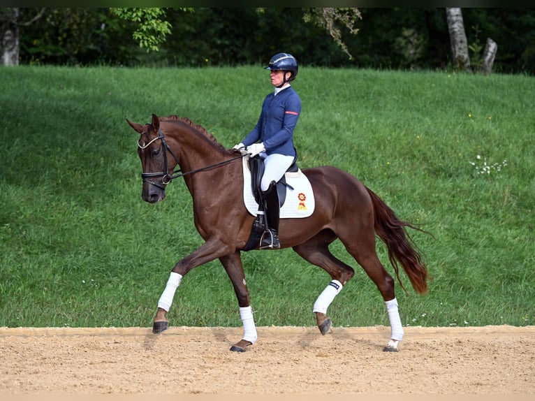 Deutsches Sportpferd Stute 3 Jahre 172 cm Dunkelfuchs in Gomadingen