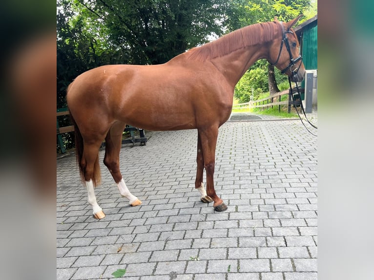 Deutsches Sportpferd Stute 3 Jahre 172 cm Fuchs in Lahr/SchwarzwaldLahr