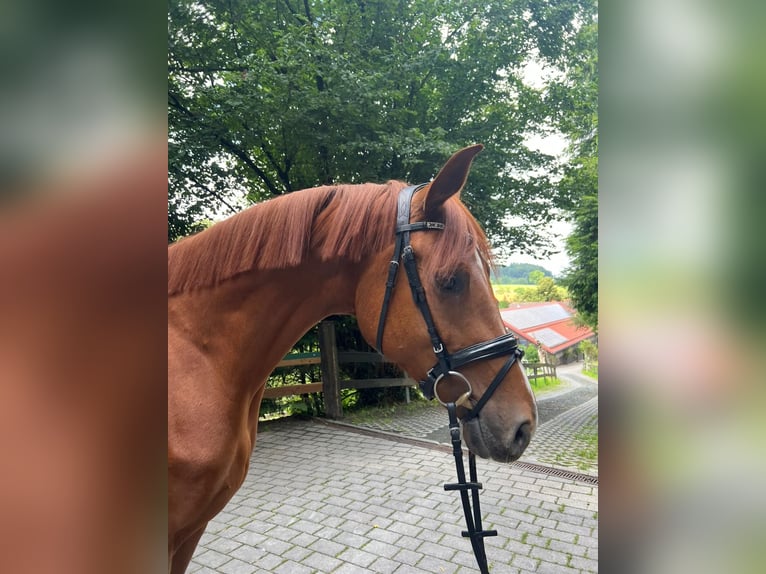 Deutsches Sportpferd Stute 3 Jahre 172 cm Fuchs in Lahr/SchwarzwaldLahr