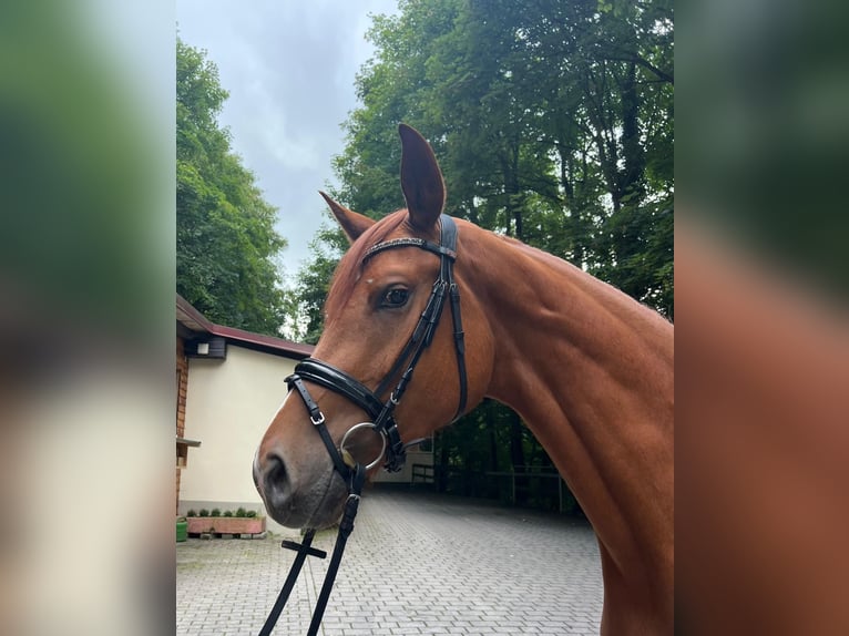 Deutsches Sportpferd Stute 3 Jahre 172 cm Fuchs in Lahr/SchwarzwaldLahr