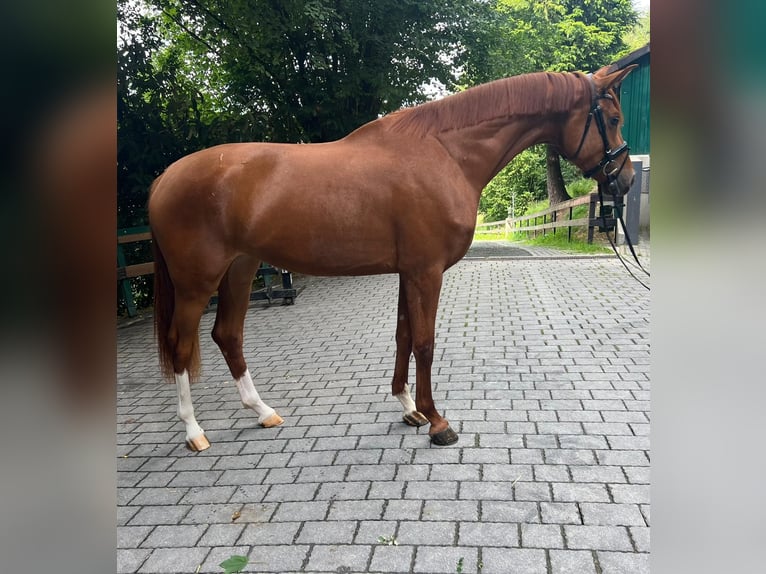 Deutsches Sportpferd Stute 3 Jahre 172 cm Fuchs in Lahr/SchwarzwaldLahr