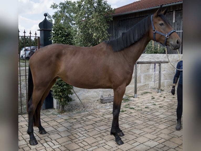Deutsches Sportpferd Stute 3 Jahre 173 cm Brauner in Deining