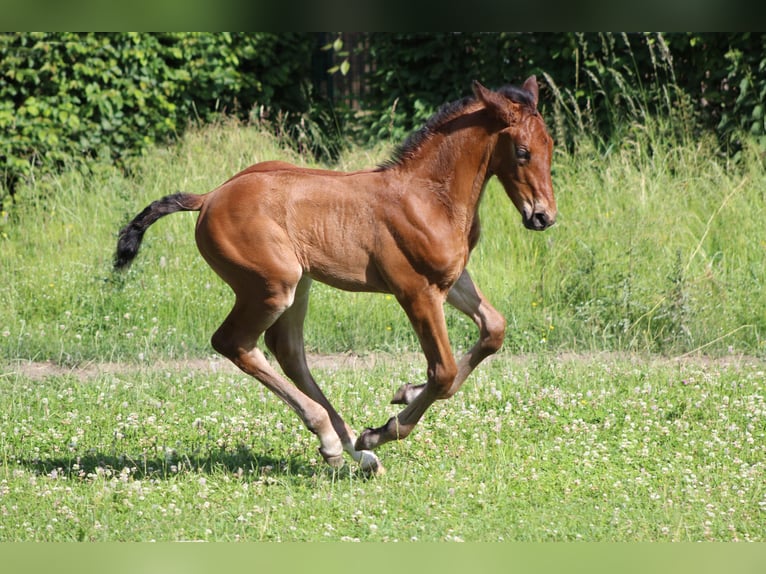 Deutsches Sportpferd Stute 3 Jahre 173 cm Brauner in Dinkelsb&#xFC;hl