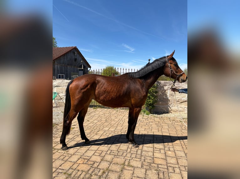 Deutsches Sportpferd Stute 3 Jahre 173 cm Brauner in Deining