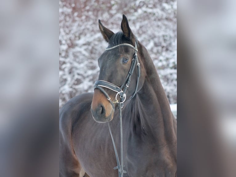 Deutsches Sportpferd Stute 3 Jahre 173 cm Dunkelbrauner in Bautzen