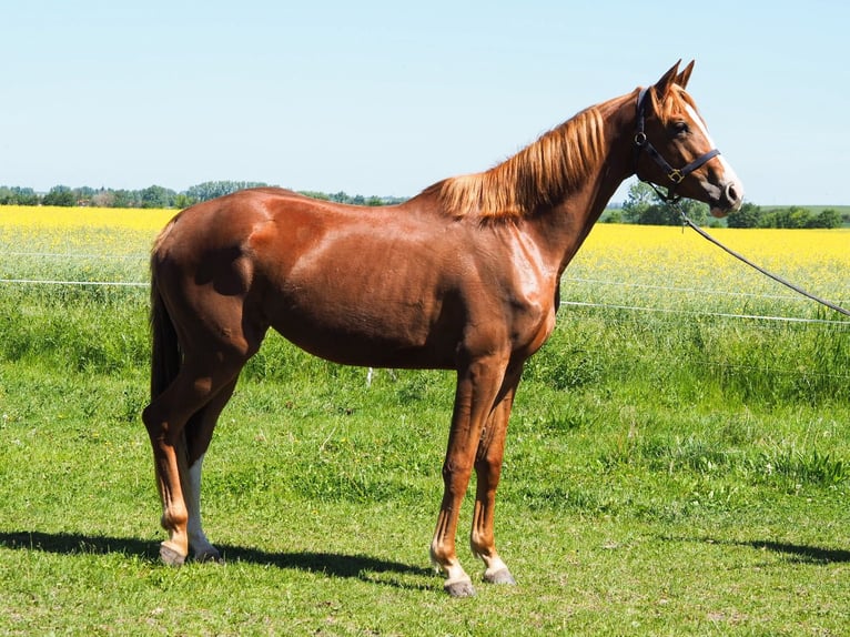 Deutsches Sportpferd Stute 3 Jahre 173 cm Fuchs in Haarhausen