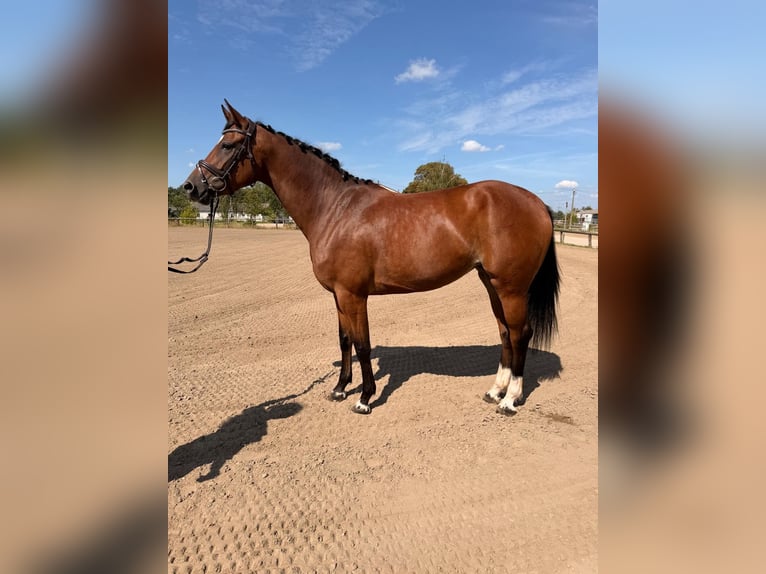 Deutsches Sportpferd Stute 3 Jahre 174 cm Brauner in Neuenhagen