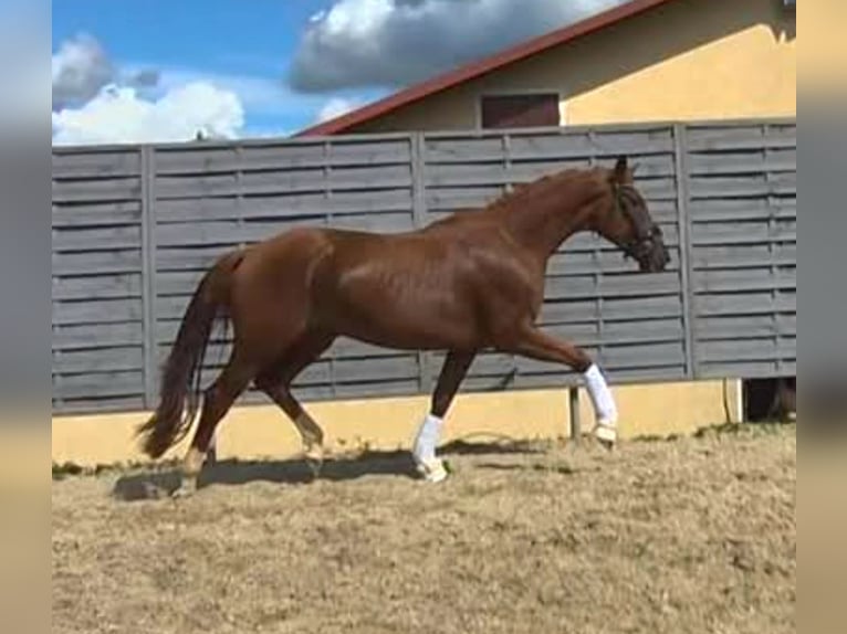 Deutsches Sportpferd Stute 3 Jahre 174 cm Dunkelfuchs in Chemnitz