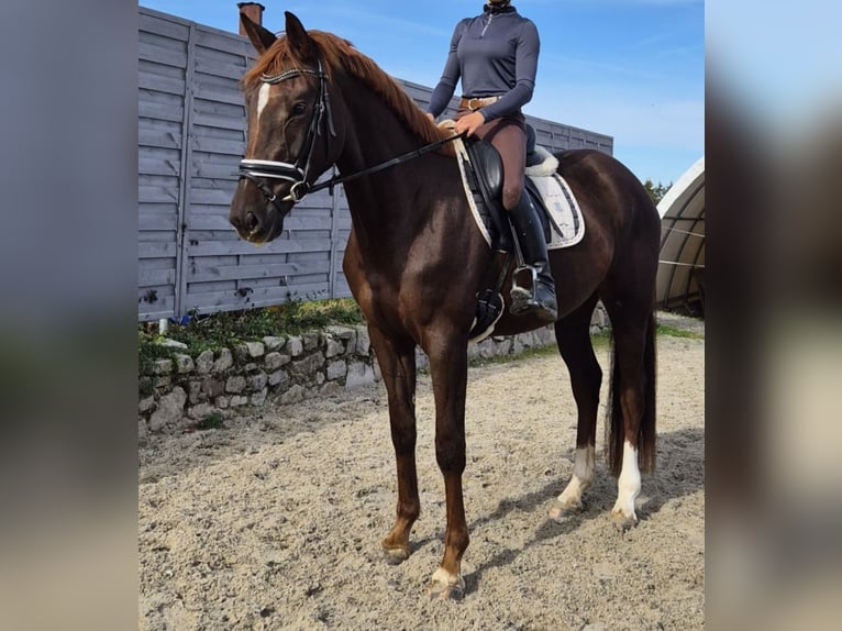 Deutsches Sportpferd Stute 3 Jahre 174 cm Fuchs in Chemnitz