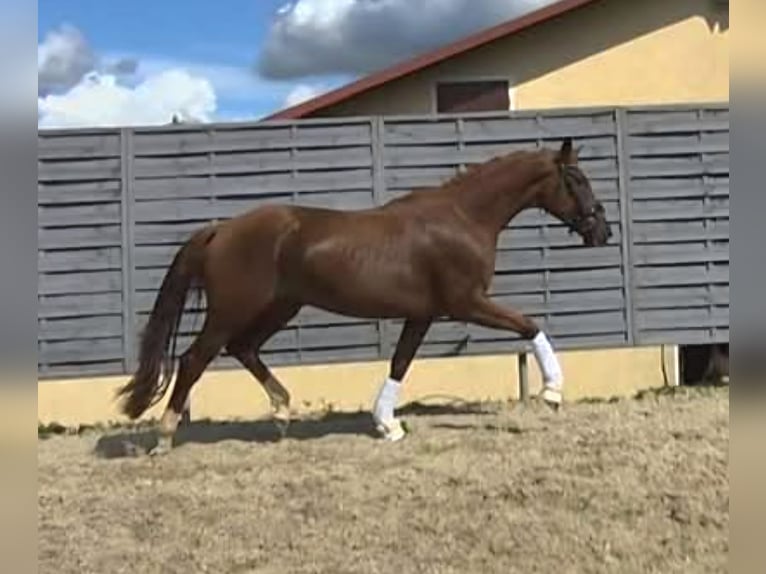 Deutsches Sportpferd Stute 3 Jahre 174 cm Fuchs in Chemnitz