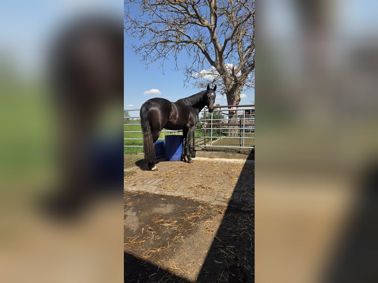 Deutsches Sportpferd Stute 3 Jahre 174 cm Kann Schimmel werden in Illesheim