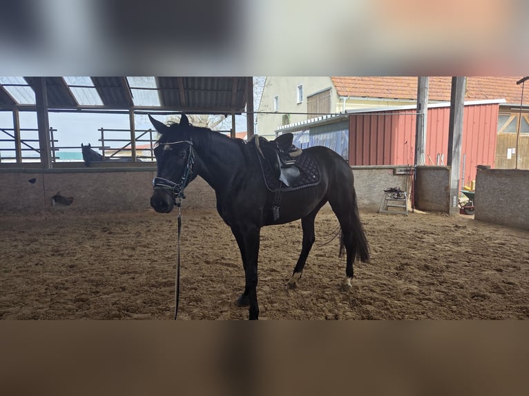 Deutsches Sportpferd Stute 3 Jahre 174 cm Kann Schimmel werden in Illesheim