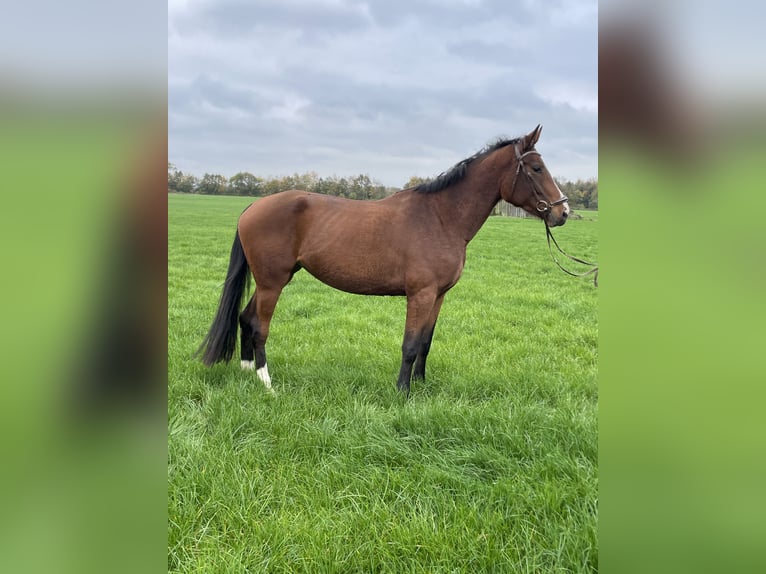 Deutsches Sportpferd Stute 3 Jahre 176 cm Brauner in Bad bederkesa