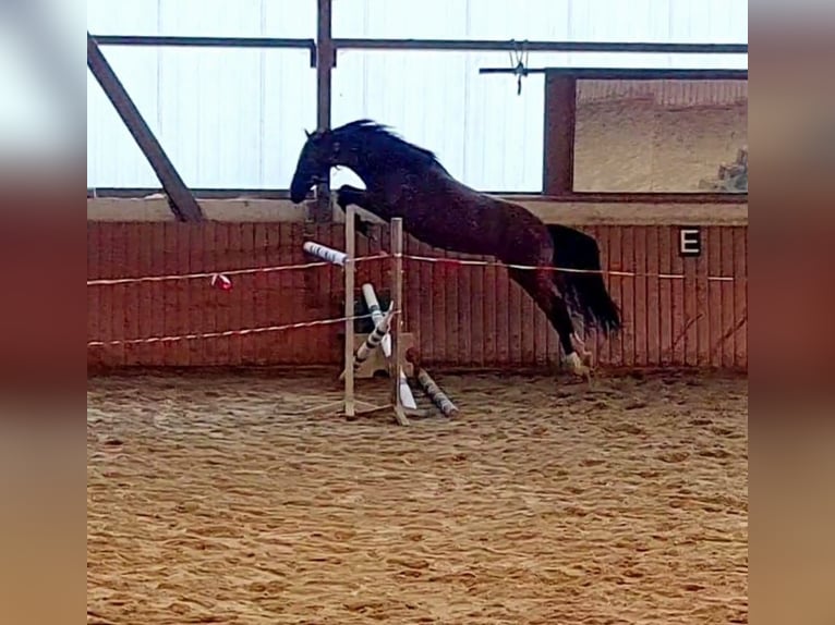 Deutsches Sportpferd Stute 3 Jahre Brauner in Worms