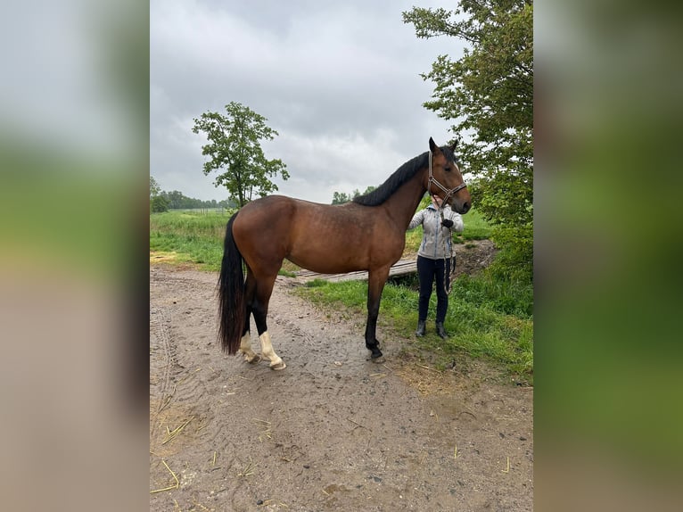 Deutsches Sportpferd Stute 3 Jahre Brauner in Worms