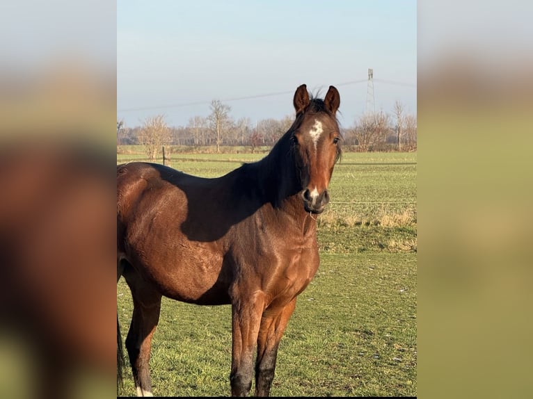 Deutsches Sportpferd Stute 3 Jahre Brauner in Oranienbaum Wörlitz