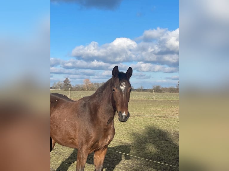 Deutsches Sportpferd Stute 3 Jahre Brauner in Oranienbaum Wörlitz