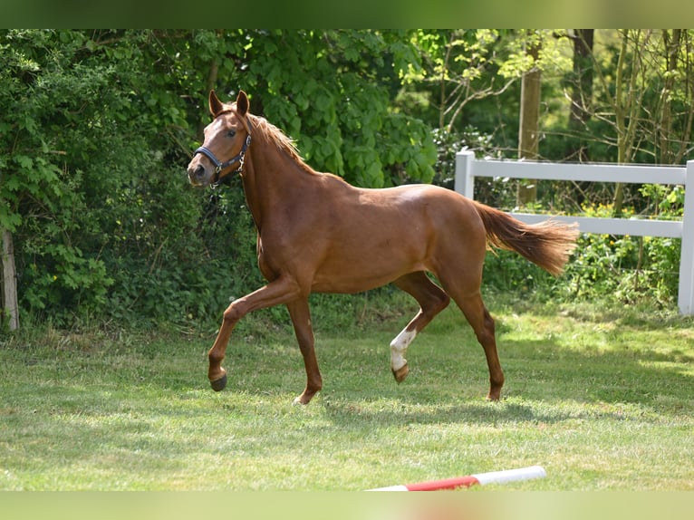 Deutsches Sportpferd Stute 3 Jahre Dunkelfuchs in Schönwalde-Glien