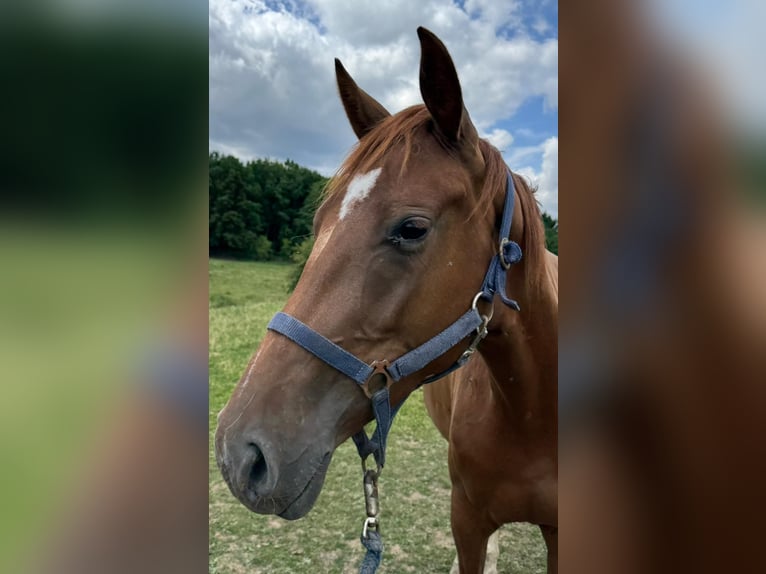 Deutsches Sportpferd Stute 3 Jahre Fuchs in Herchenrode