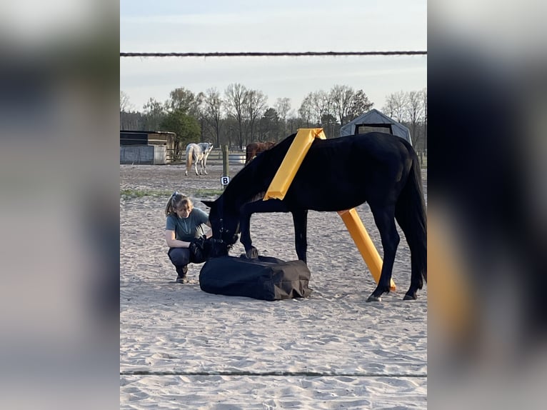 Deutsches Sportpferd Stute 3 Jahre  in Nassenheide