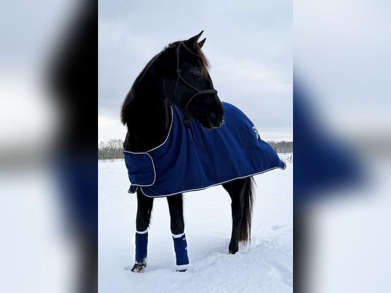 Deutsches Sportpferd Stute 3 Jahre  in Nassenheide