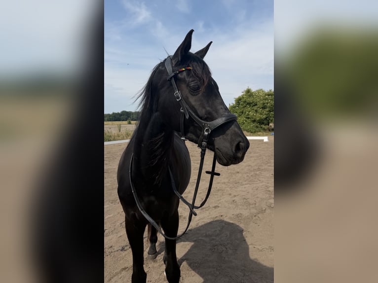 Deutsches Sportpferd Stute 3 Jahre  in Nassenheide