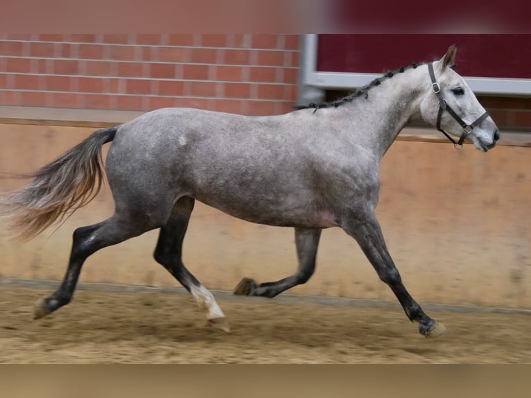 Deutsches Sportpferd Stute 4 Jahre 150 cm Schimmel in Dorsten Deutsches Sportpferd Stute 4 Jahre 150 cm Schimmel in Dorsten