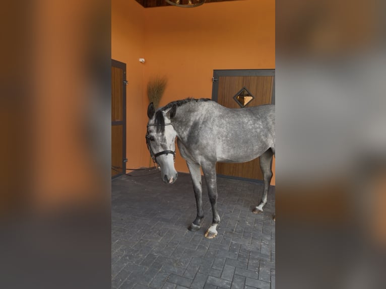 Deutsches Sportpferd Stute 4 Jahre 155 cm Schimmel in Hoogstede