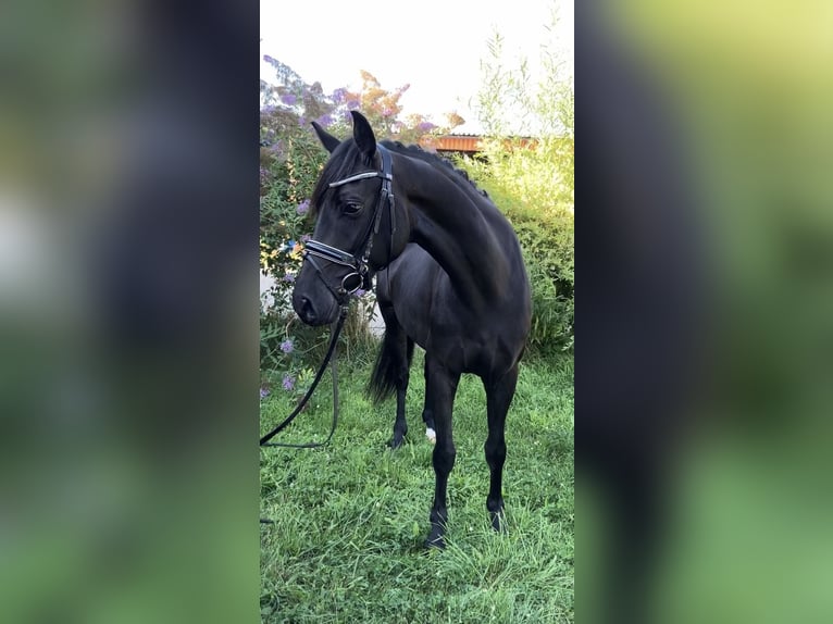 Deutsches Sportpferd Stute 4 Jahre 157 cm Rappe in Rochau