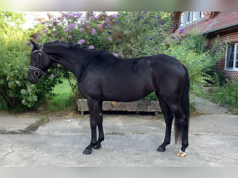 Deutsches Sportpferd Stute 4 Jahre 157 cm Rappe in Rochau