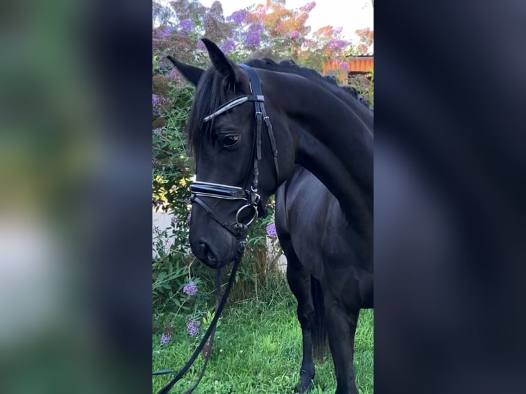 Deutsches Sportpferd Stute 4 Jahre 157 cm Rappe in Rochau