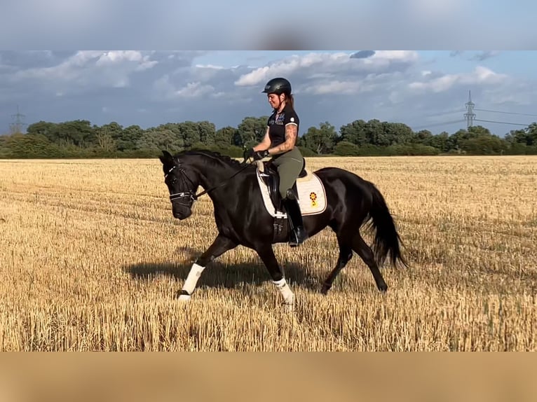Deutsches Sportpferd Stute 4 Jahre 157 cm Rappe in Rochau