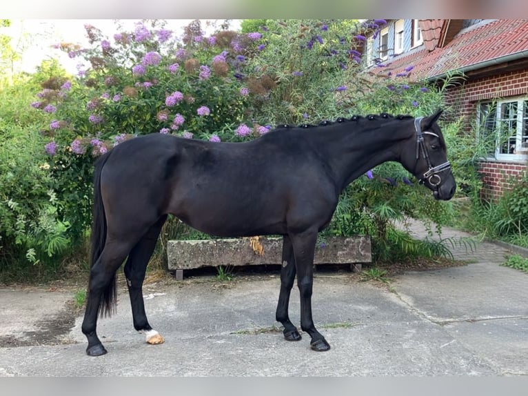 Deutsches Sportpferd Stute 4 Jahre 157 cm Rappe in Rochau