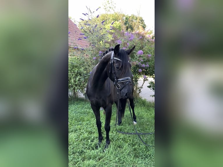 Deutsches Sportpferd Stute 4 Jahre 157 cm Rappe in Rochau