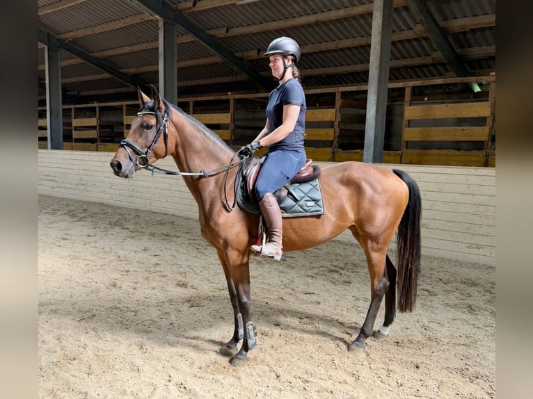 Deutsches Sportpferd Stute 4 Jahre 158 cm Brauner in Davidschlag