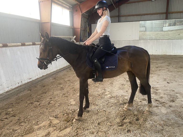 Deutsches Sportpferd Stute 4 Jahre 158 cm Brauner in Kleßen-GörneKietz