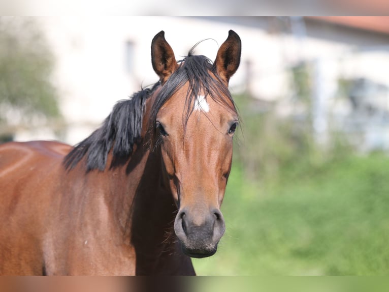 Deutsches Sportpferd Stute 4 Jahre 158 cm Brauner in Au in der Hallertau