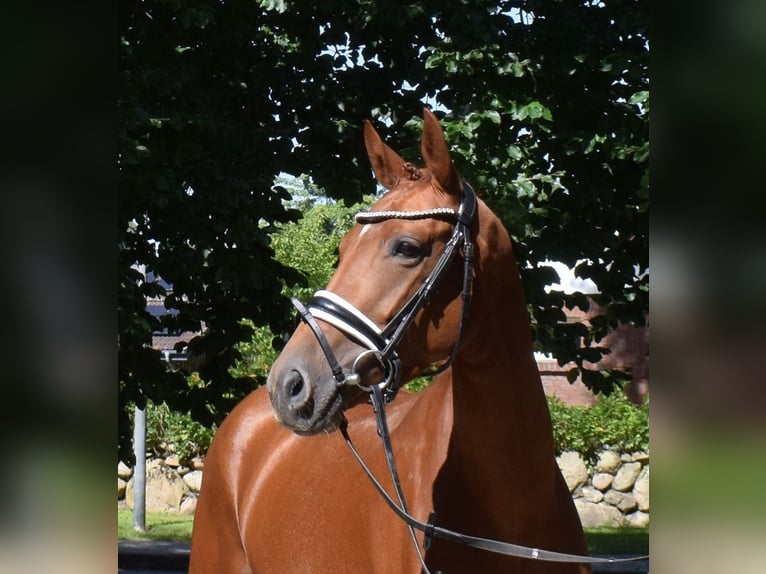 Deutsches Sportpferd Stute 4 Jahre 158 cm Fuchs in Fredenbeck