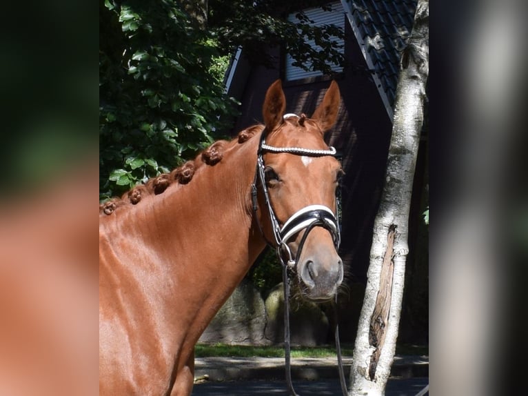 Deutsches Sportpferd Stute 4 Jahre 158 cm Fuchs in Fredenbeck