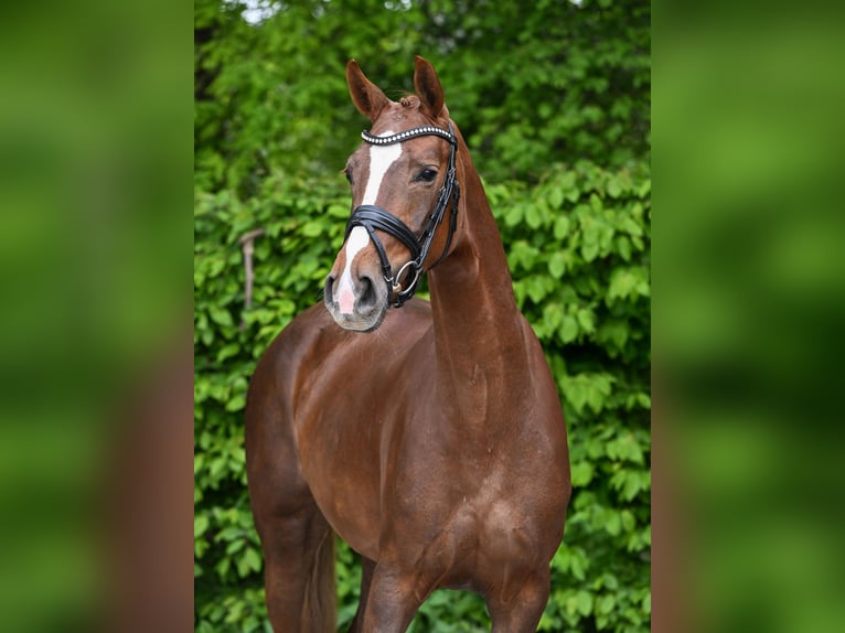 Deutsches Sportpferd Stute 4 Jahre 158 cm Fuchs in Ostrach