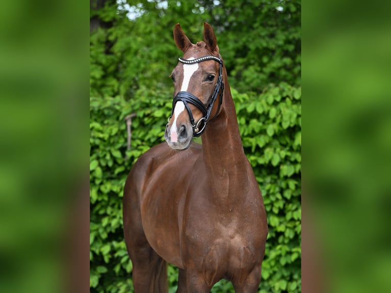 Deutsches Sportpferd Stute 4 Jahre 158 cm Fuchs in Ostrach