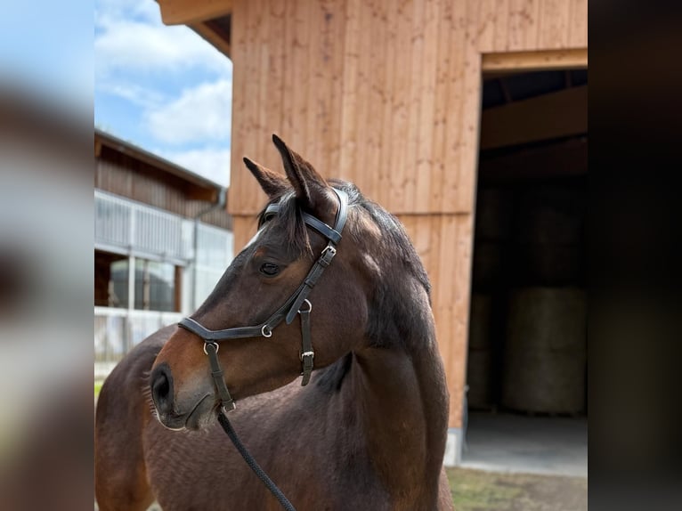 Deutsches Sportpferd Stute 4 Jahre 160 cm Brauner in Neuwied