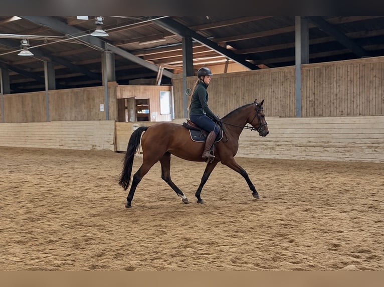 Deutsches Sportpferd Stute 4 Jahre 160 cm Brauner in Davidschlag