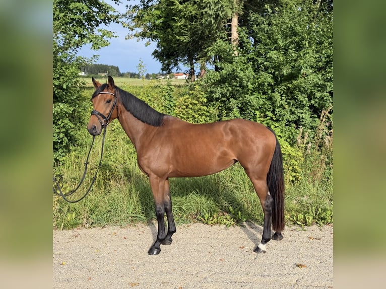 Deutsches Sportpferd Stute 4 Jahre 160 cm Brauner in Davidschlag