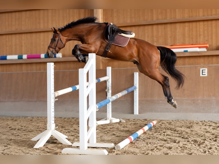 Deutsches Sportpferd Stute 4 Jahre 160 cm Brauner in Davidschlag