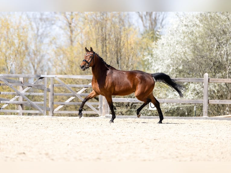 Deutsches Sportpferd Stute 4 Jahre 160 cm Brauner in Bad Griesbach im Rottal