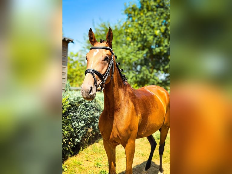 Deutsches Sportpferd Stute 4 Jahre 160 cm Brauner in Rüsselsheim Bauschheim