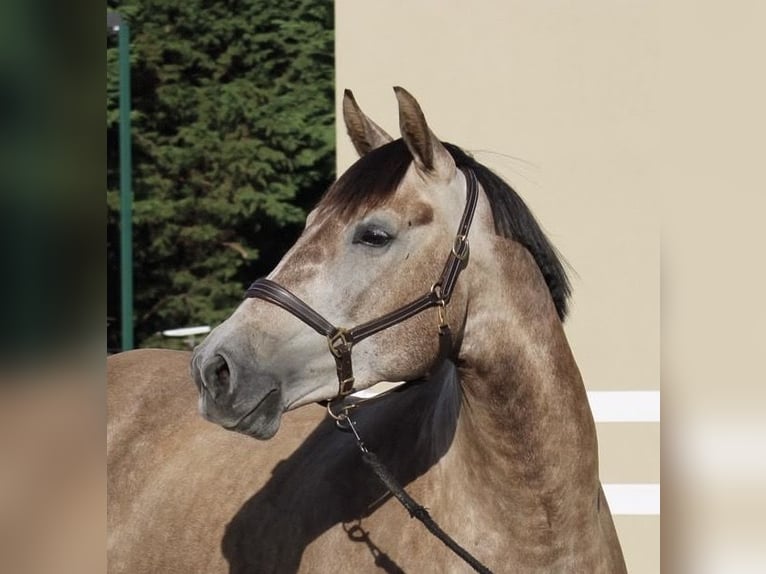 Deutsches Sportpferd Stute 4 Jahre 160 cm Braunfalbschimmel in Oberkrämer/Velten