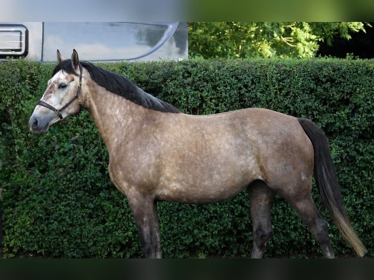 Deutsches Sportpferd Stute 4 Jahre 160 cm Braunfalbschimmel in Oberkrämer/Velten