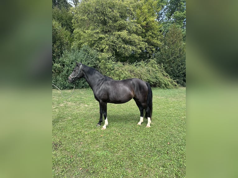 Deutsches Sportpferd Stute 4 Jahre 160 cm Dunkelbrauner in Oberbiberg
